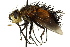  ( - CNC DIPTERA 162562)  @11 [ ] CreativeCommons - Attribution (2012) CNC/CBG Photography Group Centre for Biodiversity Genomics
