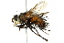  (Protodejeania sp. 8 - CNC DIPTERA 162563)  @14 [ ] CreativeCommons - Attribution (2012) CNC/CBG Photography Group Centre for Biodiversity Genomics