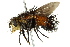  ( - CNC DIPTERA 162565)  @11 [ ] CreativeCommons - Attribution (2012) CNC/CBG Photography Group Centre for Biodiversity Genomics