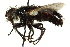  (Peleteria cornigera - CNC DIPTERA 162570)  @14 [ ] CreativeCommons - Attribution (2012) CNC/CBG Photography Group Centre for Biodiversity Genomics