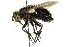 (Peleteria cornuta - CNC DIPTERA 162574)  @14 [ ] CreativeCommons - Attribution (2012) CNC/CBG Photography Group Centre for Biodiversity Genomics