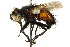  (Peleteria angulata - CNC DIPTERA 162575)  @11 [ ] CreativeCommons - Attribution (2012) CNC/CBG Photography Group Centre for Biodiversity Genomics