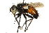  ( - CNC DIPTERA 162576)  @11 [ ] CreativeCommons - Attribution (2012) CNC/CBG Photography Group Centre for Biodiversity Genomics