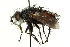  (Peleteria filipalpis - CNC DIPTERA 162583)  @14 [ ] CreativeCommons - Attribution (2012) CNC/CBG Photography Group Centre for Biodiversity Genomics