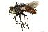  (Peleteria malleola - CNC DIPTERA 162585)  @13 [ ] CreativeCommons - Attribution (2012) CNC/CBG Photography Group Centre for Biodiversity Genomics