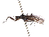  ( - CNC DIPTERA 161419)  @12 [ ] CreativeCommons - Attribution (2012) CNC/CBG Photography Group Centre for Biodiversity Genomics