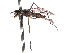  ( - CNC DIPTERA 161420)  @11 [ ] CreativeCommons - Attribution (2012) CNC/CBG Photography Group Centre for Biodiversity Genomics