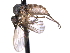  ( - CNC DIPTERA 161423)  @11 [ ] CreativeCommons - Attribution (2012) CNC/CBG Photography Group Centre for Biodiversity Genomics