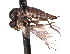  ( - CNC DIPTERA 161430)  @13 [ ] CreativeCommons - Attribution (2012) CNC/CBG Photography Group Centre for Biodiversity Genomics