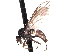 ( - CNC DIPTERA 161431)  @13 [ ] CreativeCommons - Attribution (2012) CNC/CBG Photography Group Centre for Biodiversity Genomics