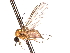  ( - CNC DIPTERA 161440)  @11 [ ] CreativeCommons - Attribution (2012) CNC/CBG Photography Group Centre for Biodiversity Genomics