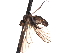  ( - CNC DIPTERA 161460)  @12 [ ] CreativeCommons - Attribution (2012) CNC/CBG Photography Group Centre for Biodiversity Genomics