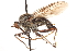 ( - CNC DIPTERA 161483)  @11 [ ] CreativeCommons - Attribution (2012) CNC/CBG Photography Group Centre for Biodiversity Genomics