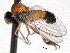  ( - CNC DIPTERA 192193)  @12 [ ] CreativeCommons - Attribution (2012) CNC/CBG Photography Group Centre for Biodiversity Genomics