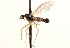  ( - CNC DIPTERA 161747)  @13 [ ] CreativeCommons - Attribution (2012) CNC/CBG Photography Group Centre for Biodiversity Genomics
