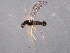  ( - CNC DIPTERA 161748)  @13 [ ] CreativeCommons - Attribution (2012) CNC/CBG Photography Group Centre for Biodiversity Genomics