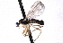  (Neoplasta megorchis - CNC DIPTERA 161749)  @13 [ ] CreativeCommons - Attribution (2012) CNC/CBG Photography Group Centre for Biodiversity Genomics