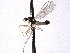  ( - CNC DIPTERA 161751)  @13 [ ] CreativeCommons - Attribution (2012) CNC/CBG Photography Group Centre for Biodiversity Genomics