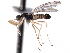  (Neoplasta deyrupi - CNC DIPTERA 161752)  @11 [ ] CreativeCommons - Attribution (2012) CNC/CBG Photography Group Centre for Biodiversity Genomics