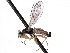  (Neoplasta bifida - CNC DIPTERA 161755)  @11 [ ] CreativeCommons - Attribution (2012) CNC/CBG Photography Group Centre for Biodiversity Genomics