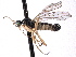  ( - CNC DIPTERA 161769)  @11 [ ] CreativeCommons - Attribution (2012) CNC/CBG Photography Group Centre for Biodiversity Genomics