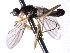  ( - CNC DIPTERA 161772)  @11 [ ] CreativeCommons - Attribution (2012) CNC/CBG Photography Group Centre for Biodiversity Genomics