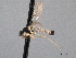  (Neoplasta hansoni - CNC DIPTERA 161773)  @11 [ ] CreativeCommons - Attribution (2011) CNC/CBG Photography Group Centre for Biodiversity Genomics