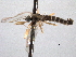  ( - CNC DIPTERA 161778)  @11 [ ] CreativeCommons - Attribution (2011) CNC/CBG Photography Group Centre for Biodiversity Genomics