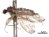  (Chelifera sp. 1 - CNC DIPTERA 161791)  @12 [ ] CreativeCommons - Attribution (2011) CNC/CBG Photography Group Centre for Biodiversity Genomics