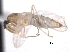  (Chelifera sp. 2 - CNC DIPTERA 161792)  @11 [ ] CreativeCommons - Attribution (2011) CNC/CBG Photography Group Centre for Biodiversity Genomics
