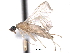  ( - CNC DIPTERA 161794)  @11 [ ] CreativeCommons - Attribution (2011) CNC/CBG Photography Group Centre for Biodiversity Genomics