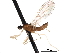  (Chelifera sp. 3 - CNC DIPTERA 161795)  @11 [ ] CreativeCommons - Attribution (2011) CNC/CBG Photography Group Centre for Biodiversity Genomics