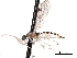  (Chelifera sp. 4 - CNC DIPTERA 161797)  @14 [ ] CreativeCommons - Attribution (2011) CNC/CBG Photography Group Centre for Biodiversity Genomics