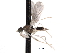  (Hemerodromia chillcotti - CNC DIPTERA 161800)  @14 [ ] CreativeCommons - Attribution (2011) CNC/CBG Photography Group Centre for Biodiversity Genomics