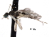  ( - CNC DIPTERA 161803)  @13 [ ] CreativeCommons - Attribution (2011) CNC/CBG Photography Group Centre for Biodiversity Genomics