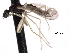  ( - CNC DIPTERA 161804)  @11 [ ] CreativeCommons - Attribution (2011) CNC/CBG Photography Group Centre for Biodiversity Genomics