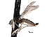  ( - CNC DIPTERA 161805)  @13 [ ] CreativeCommons - Attribution (2011) CNC/CBG Photography Group Centre for Biodiversity Genomics