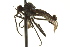  ( - CNC DIPTERA 163235)  @13 [ ] CreativeCommons - Attribution (2012) CNC/CBG Photography Group Centre for Biodiversity Genomics