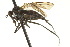 ( - CNC DIPTERA 163236)  @13 [ ] CreativeCommons - Attribution (2012) CNC/CBG Photography Group Centre for Biodiversity Genomics