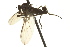  ( - CNC DIPTERA 163261)  @12 [ ] CreativeCommons - Attribution (2012) CNC/CBG Photography Group Centre for Biodiversity Genomics