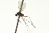  ( - CNC DIPTERA 163387)  @12 [ ] CreativeCommons - Attribution (2012) CNC/CBG Photography Group Centre for Biodiversity Genomics