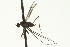  ( - CNC DIPTERA 163388)  @12 [ ] CreativeCommons - Attribution (2012) CNC/CBG Photography Group Centre for Biodiversity Genomics