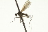 ( - CNC DIPTERA 163389)  @12 [ ] CreativeCommons - Attribution (2012) CNC/CBG Photography Group Centre for Biodiversity Genomics