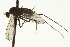  ( - CNC DIPTERA 163390)  @13 [ ] CreativeCommons - Attribution (2012) CNC/CBG Photography Group Centre for Biodiversity Genomics