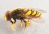  (Parhelophilus crococoronatus - CNC428238)  @11 [ ] No Rights Reserved (2015) Unspecified CNC