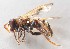 (Peradon aurigaster - CNC464836)  @11 [ ] No Rights Reserved (2015) Unspecified CNC