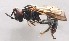  (Peradon trivittatus - CNC464843)  @11 [ ] No Rights Reserved (2015) Unspecified CNC