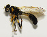  (Takaomyia sexmaculata - CNC566639)  @13 [ ] No Rights Reserved (2015) Unspecified CNC