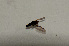  (Verrallia sp. Taiwan1 - CNC571920)  @11 [ ] No Rights Reserved (2015) Unspecified CNC