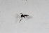  (Verrallia sp. China2 - CNC571995)  @12 [ ] No Rights Reserved (2016) Unspecified CNC